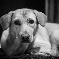 Фотография Vladimir Borozenets Портрет фотографа (аватар) Vladimir Borozenets