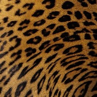 Портрет фотографа (аватар) Kalyan Chakraborty