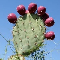 Портрет фотографа (аватар) Olympia Olympia (Olympia)