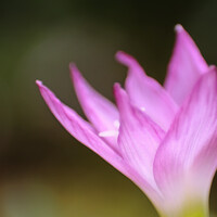 Портрет фотографа (аватар) Eloisa Mariano (Norman Celis)