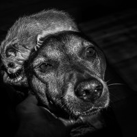 Портрет фотографа (аватар) Jelena Potrebic (Јелена Потребић)