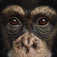 Портрет фотографа (аватар) avarelerin yeri