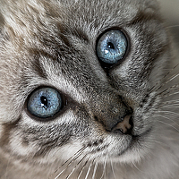 Портрет фотографа (аватар) Emanuel Fernandes