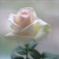 Портрет фотографа (аватар) Дат Тамрико (Tamriko)