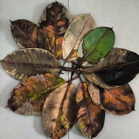 Портрет фотографа (аватар) Michael Vizeltir (Michael Vize)