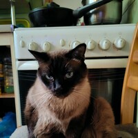 Портрет фотографа (аватар) Julia Evdokimova (Julia Rudakova)