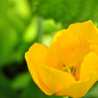 Портрет фотографа (аватар) Marilena Dragoslavic (Marilena Dragoslavić)