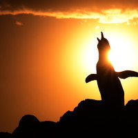 Портрет фотографа (аватар) SI SABER LOTFI (Lotfi Si Saber)