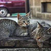 Портрет фотографа (аватар) Emina Kasupović