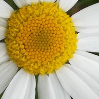 Портрет фотографа (аватар) Evgeniya Burkaeva