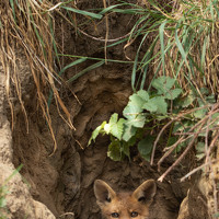 Портрет фотографа (аватар) Peter Nagy