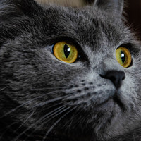 Портрет фотографа (аватар) Сергей Григоров (Sergei Grigorov)