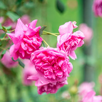 Портрет фотографа (аватар) Екатерина Дьячкова (Ekaterina Dyachkova)