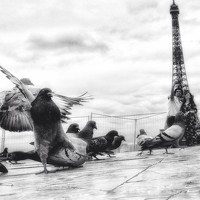 Портрет фотографа (аватар) Dan Ciupureanu