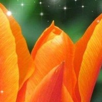 Фотография Martine INNOCENT Портрет фотографа (аватар) Martine INNOCENT