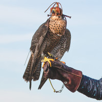 Портрет фотографа (аватар) Anna (Anna Kuptsova)