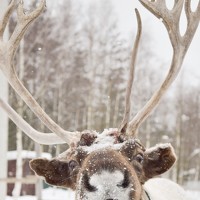 Портрет фотографа (аватар) Дарья Шаталова (Daria Shatalova)