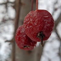 Портрет фотографа (аватар) Наиль Шакиров (Nail Shakirov)