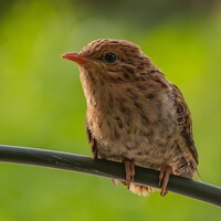 Портрет фотографа (аватар) Hưng Nguyễn Hải (Nguyễn Hải Hưng)