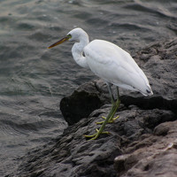 Портрет фотографа (аватар) Omar Sanad (عمر سند)