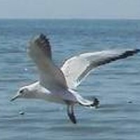 Портрет фотографа (аватар) Марина Чайкина