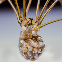 Портрет фотографа (аватар) Ken Stavrou