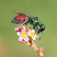 Портрет фотографа (аватар) Ramin Najafi (Ramin)