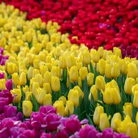 Фотография Ирина Калямова (Irina Kalyamova) Портрет фотографа (аватар) Ирина Калямова (Irina Kalyamova)