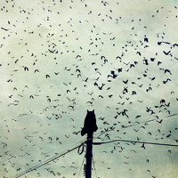 Портрет фотографа (аватар) Даря Ивушкина (Darya Ivushkina)