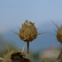 Портрет фотографа (аватар) Дмитрий (Dmitriy)