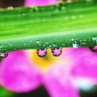 Портрет фотографа (аватар) Nawaz Shumon (Bangla,,English)