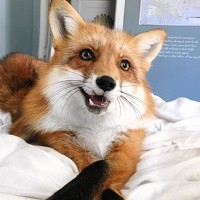 Портрет фотографа (аватар) Елена Терскова (Elena Terskova)