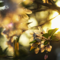 Портрет фотографа (аватар) 堕落的天使