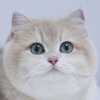 Портрет фотографа (аватар) 喻 子俊 (Obsessiveness)