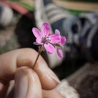 Портрет фотографа (аватар) Amir Ramezani (امیر رمضانی)