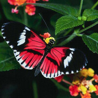 Портрет фотографа (аватар) Марина Шерко (Marina Sherko)