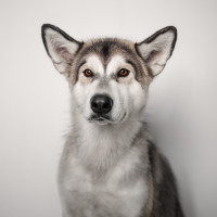 Портрет фотографа (аватар) Юлия Сёмуха (Yulia Siomuha)