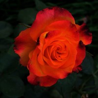 Портрет фотографа (аватар) Мария Арькова (Arkova Mariya)