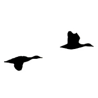 Портрет фотографа (аватар) Сергей Алексеев (Sergey Alexeyev)