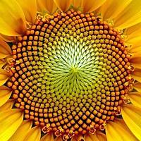 Фотография Obi Ser Vando Портрет фотографа (аватар) Obi Ser Vando