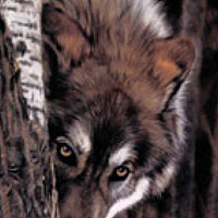 Фотография Сергей Катков (Sergey Katkov) Портрет фотографа (аватар) Сергей Катков (Sergey Katkov)