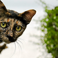 Портрет фотографа (аватар) Дмитрий Климов (Dmitry Klimov)