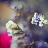 Портрет фотографа (аватар) олеся тронько