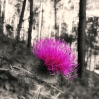 Портрет фотографа (аватар) Наталья Егорова (Natalia Egorova)