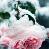 Портрет фотографа (аватар) Юлия @dreamsgarden (Yuliya Naumova)