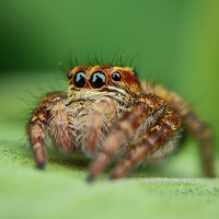 Портрет фотографа (аватар) Antaryami Das