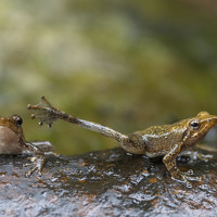 Портрет фотографа (аватар) ashok manjanath