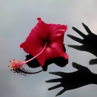 Портрет фотографа (аватар) Shamsuzzaman Akash (শামছুজ্জামান আকাশ)