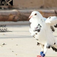 Портрет фотографа (аватар) shehroz khanani