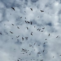 Портрет фотографа (аватар) Sarah George Sindhu (Sarah Sindhu)